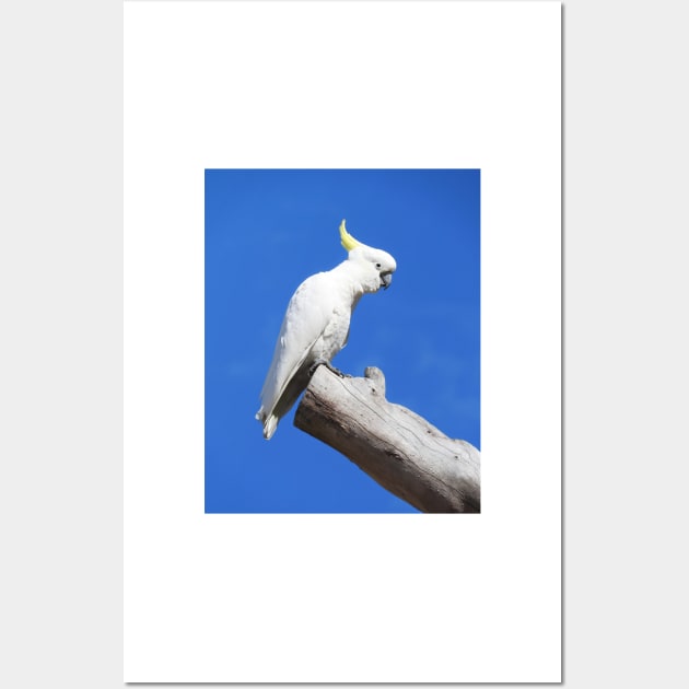 Sulphur Crested Cockatoo Wall Art by kirstybush